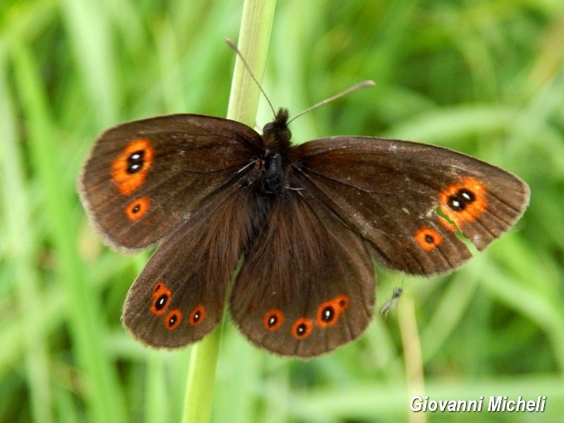 Erebia medusa